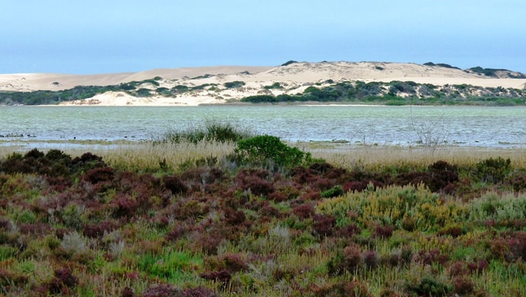 Dünen der Younghusband Peninsula